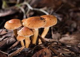 Attēlu rezultāti vaicājumam “Gymnopilus sapineus”