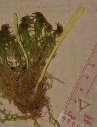 Attēlu rezultāti vaicājumam “Clavaria sphagnicola”