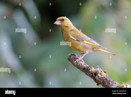 Attēlu rezultāti vaicājumam “Chloris chloris male”