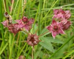 Attēlu rezultāti vaicājumam “Comarum palustre”