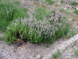 Attēlu rezultāti vaicājumam “Calluna vulgaris leaf”