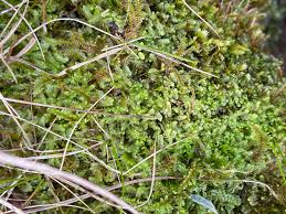 Attēlu rezultāti vaicājumam “Leiocolea heterocolpos”