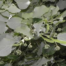 Attēlu rezultāti vaicājumam “Tilia tomentosa flower”