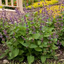 Attēlu rezultāti vaicājumam “Salvia verticillata”