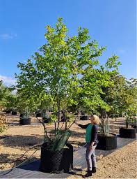 Attēlu rezultāti vaicājumam “Magnolia kobus”