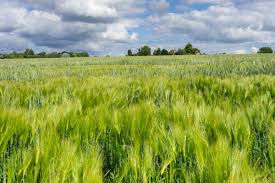 Image result for Ipsden Cricket Club