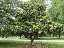 Attēlu rezultāti vaicājumam “Magnolia”