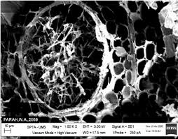 Attēlu rezultāti vaicājumam “Gloeophyllum trabeum”