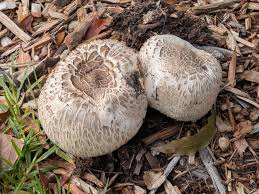 Attēlu rezultāti vaicājumam “Pohlia wahlenbergii sporophyte”