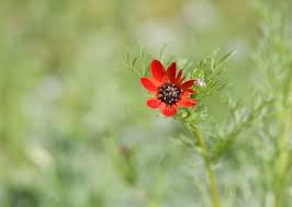 Image result for Adonis aestivalis