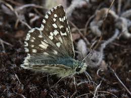 Attēlu rezultāti vaicājumam “Pyrgus serratulae”