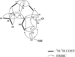 Attēlu rezultāti vaicājumam “Dentipellis fragilis”