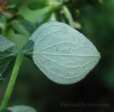 Attēlu rezultāti vaicājumam “Hypericum maculatum leaf”