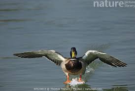 Attēlu rezultāti vaicājumam “Anas platyrhynchos male”