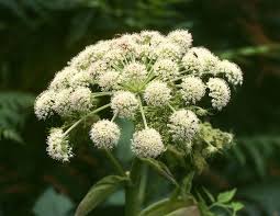 Image result for Angelica silvestris