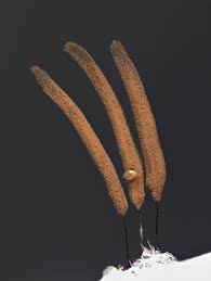 Attēlu rezultāti vaicājumam “Stemonitis pallida”