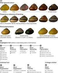 Attēlu rezultāti vaicājumam “Cepaea nemoralis”