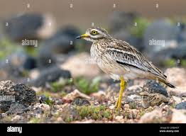 Image result for Burhinus oedicnemus