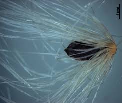 Attēlu rezultāti vaicājumam “Eriophorum gracile fruit”