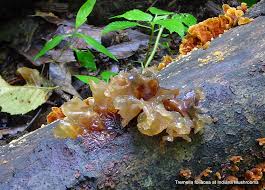 Attēlu rezultāti vaicājumam “Tremella foliacea”