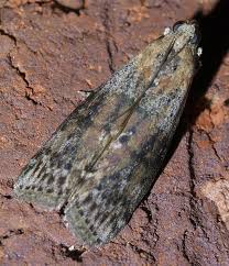 Attēlu rezultāti vaicājumam “Sciota adelphella”