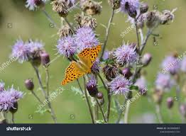 Attēlu rezultāti vaicājumam “Argynnis laodice underside”