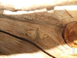 Attēlu rezultāti vaicājumam “Anania stachydalis”