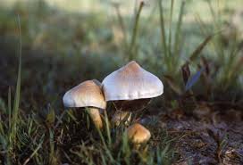 Attēlu rezultāti vaicājumam “Psilocybe sp.”
