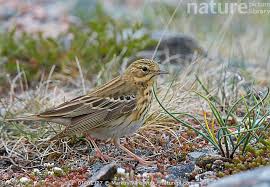 Attēlu rezultāti vaicājumam “Anthus trivialis”