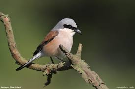 Attēlu rezultāti vaicājumam “Lanius collurio male”