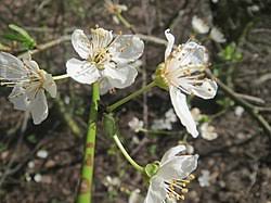 Attēlu rezultāti vaicājumam “Prunus cerasifera var. divaricata”