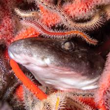 Image result for Haploblepharus pictus