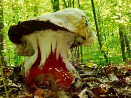 Attēlu rezultāti vaicājumam “Vouauxiomyces santessonii”