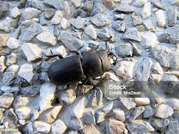 Attēlu rezultāti vaicājumam “Dorcus parallelopipedus”