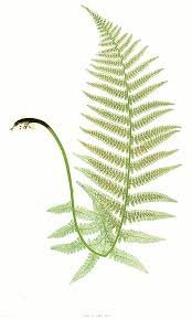 Attēlu rezultāti vaicājumam “Dryopteris filix-mas”