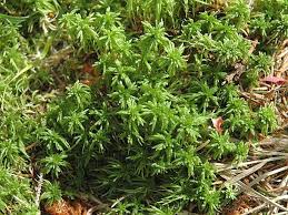 Attēlu rezultāti vaicājumam “Sphagnum girgensohnii”