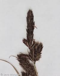 Attēlu rezultāti vaicājumam “Carex acutiformis fruit”