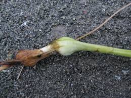 Attēlu rezultāti vaicājumam “Malaxis monophyllos leaf”