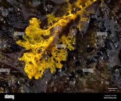 Attēlu rezultāti vaicājumam “Siphoptychium violaceum plasmodium”