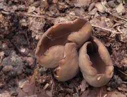 Attēlu rezultāti vaicājumam “Otidea bufonia”