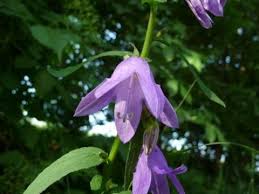 Image result for Campanula rapunculoides