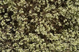 Attēlu rezultāti vaicājumam “Scleranthus perennis flower”