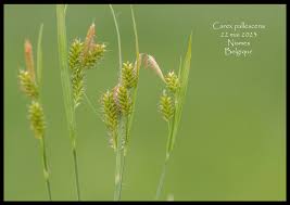 Attēlu rezultāti vaicājumam “Carex pallescens”