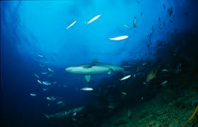 Image result for Carcharhinus amblyrhynchos