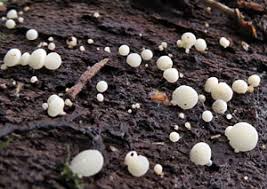 Attēlu rezultāti vaicājumam “Hymenoscyphus imberbis”