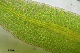 Attēlu rezultāti vaicājumam “Gymnostomum aeruginosum”