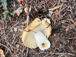 Attēlu rezultāti vaicājumam “Russulales”