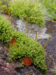 Attēlu rezultāti vaicājumam “Lamprospora tortulae-ruralis”