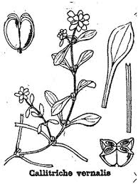 Attēlu rezultāti vaicājumam “Callitriche verna”