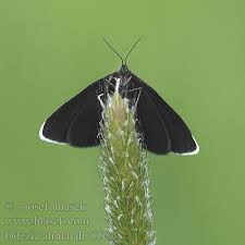 Attēlu rezultāti vaicājumam “Odezia atrata”